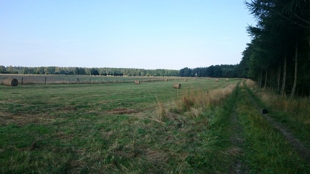 DZIAŁKA POW.3395 M2 PRZYBIERNÓW. (6)