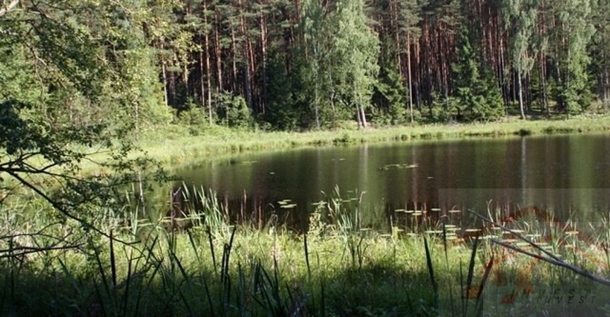 Żabinek działka z linią brzegową nad jez. Busko (1)