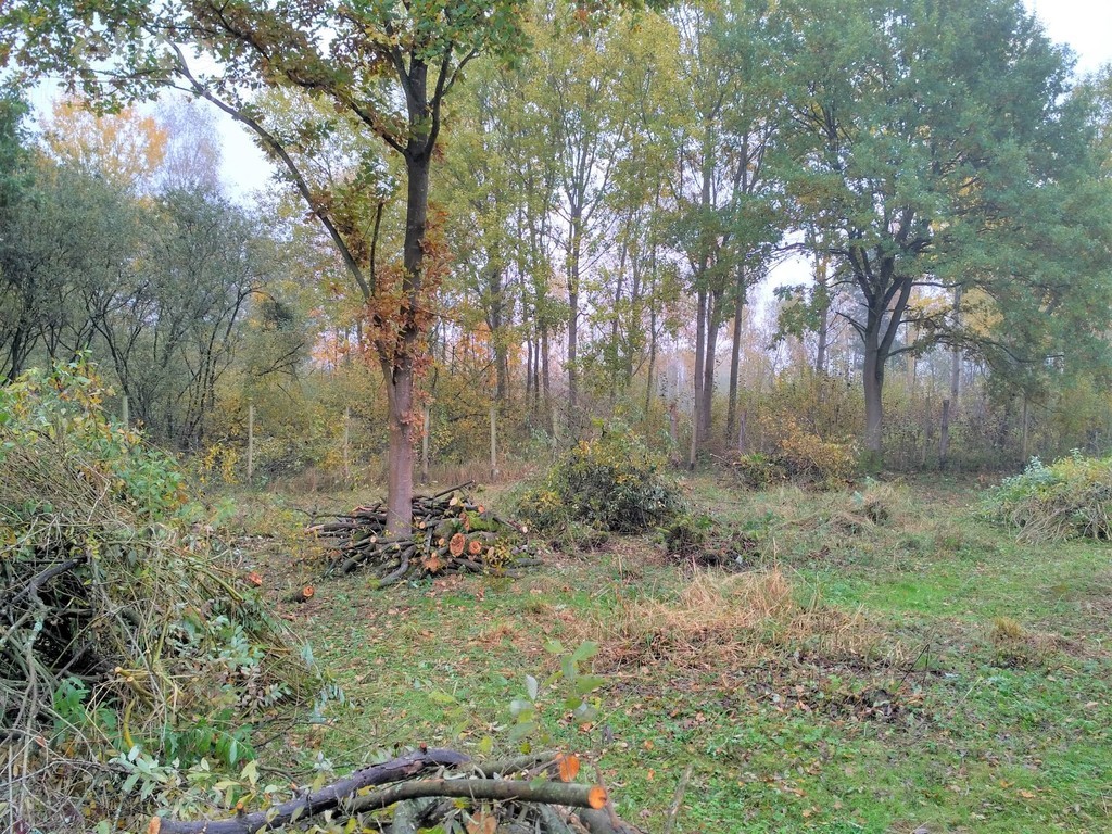 Grębowo k/Kamienia Pomorskiego działka na sprzedaż (1)