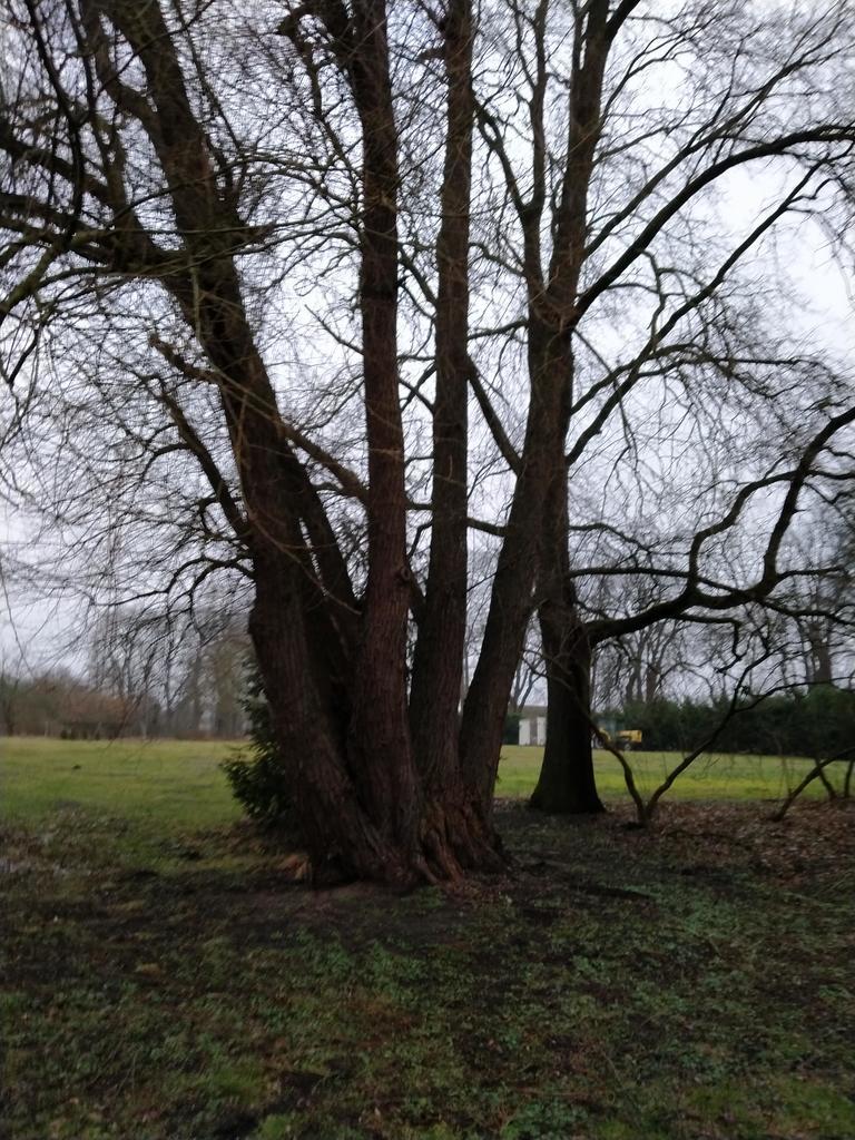 Rzędziny,2001m2,zabud. jednorodzinna,las-park. (9)