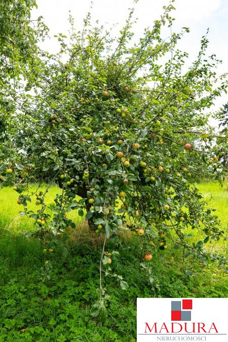 Pławno -duża działka z domkiem i stodołą (5)