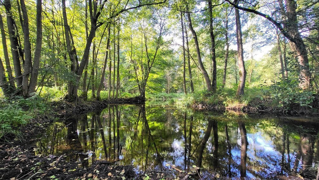 Działka z linią brzegową rzeki, lasem i stawem. (1)