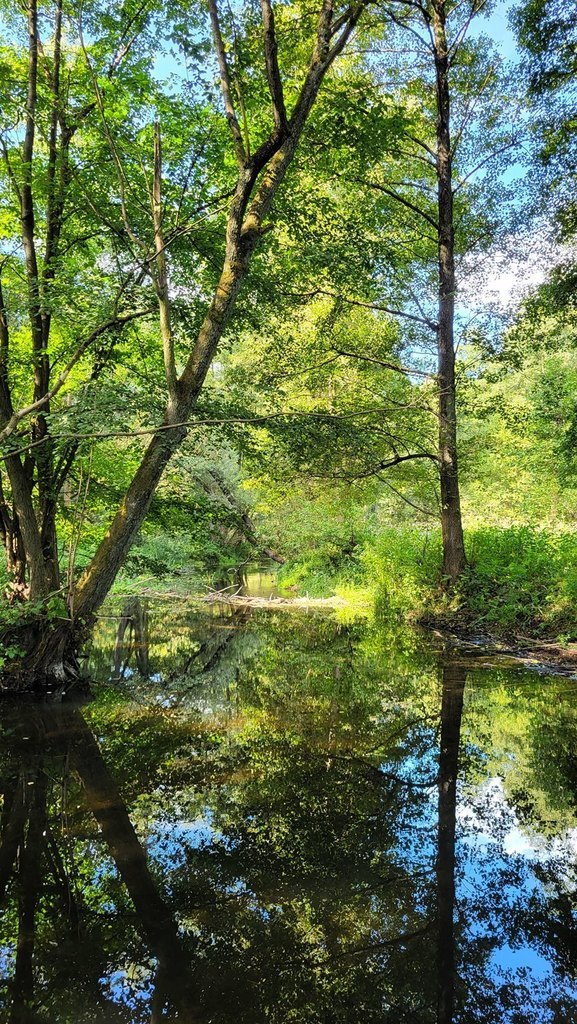 Działka z linią brzegową rzeki, lasem i stawem. (10)