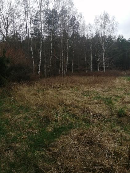 Działka1099m2,Stawno,gm.Goleniów,pod lasem. (5)