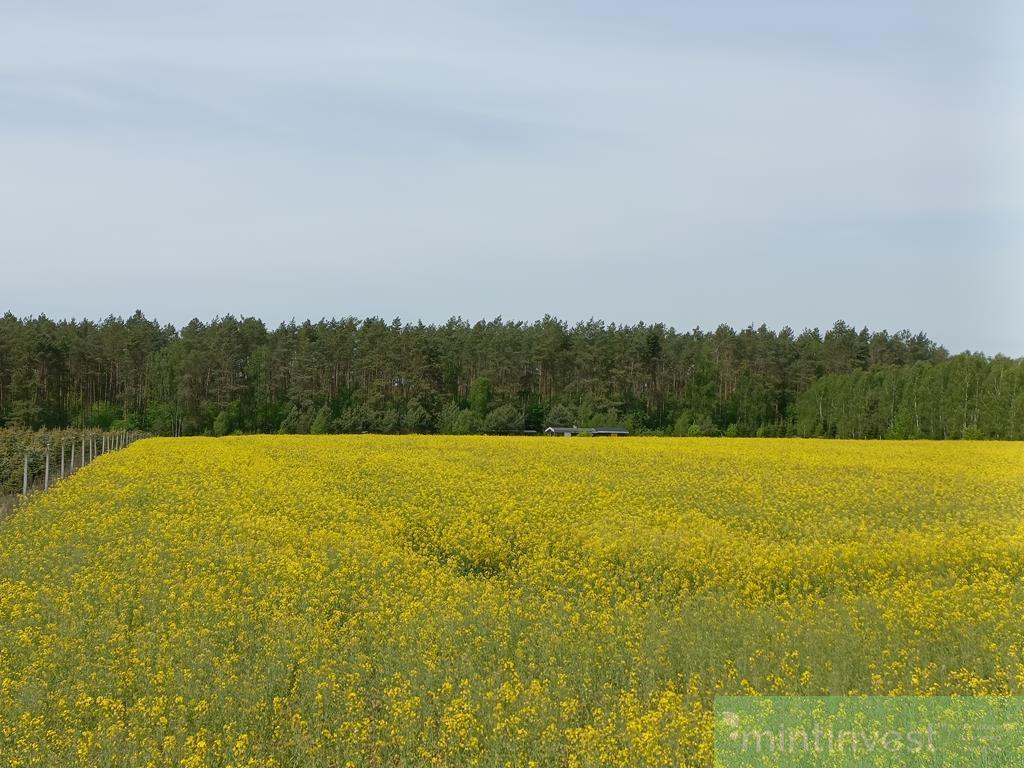 Działki pod zabudowę blisko lasu (5)