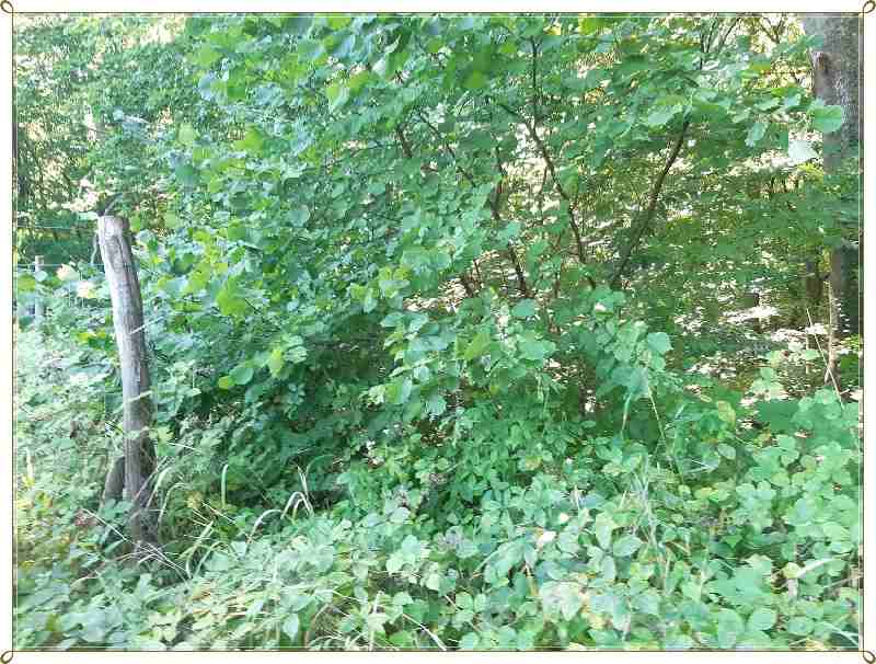 Budowlana, fragment lasu-śliczny drzewostan (14)