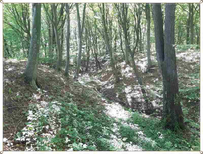 Budowlana, fragment lasu-śliczny drzewostan (2)