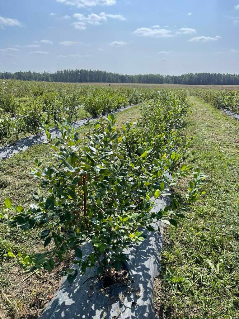 Pomysł na biznes.  ZAPROPONUJ CENĘ (2)