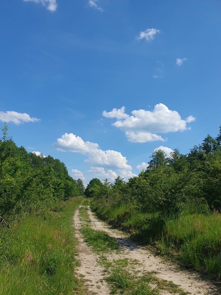 Rolna, 3,030 m2, Zieleniewo  (3)