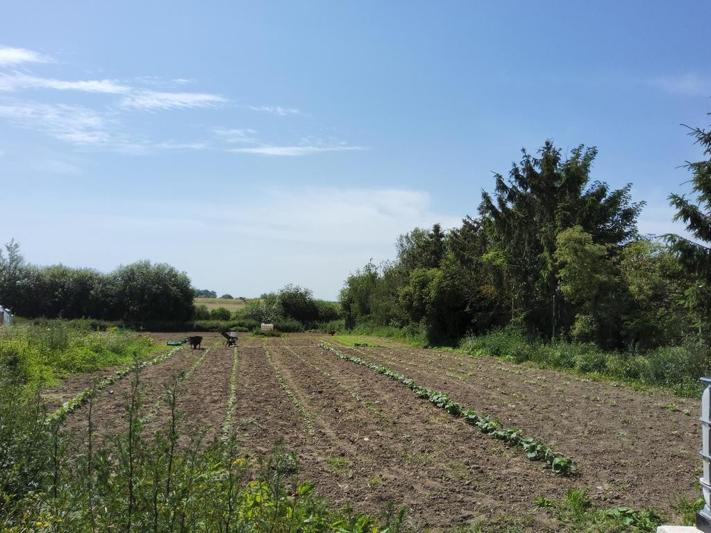 Działka rolna w Barnisławiu (1)