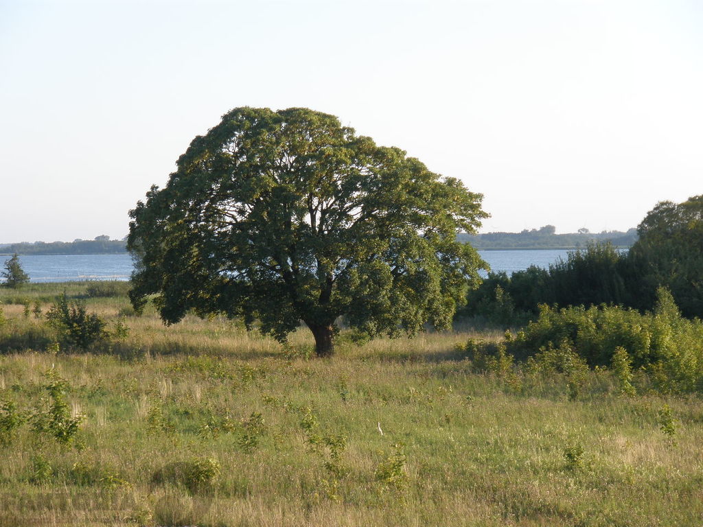 Kamień Pomorski działka 670m2 Zalew Szczecińskim (3)