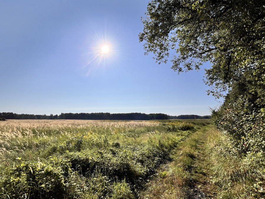 DZIAŁKA LEŚNA Z WIDOKIEM NA POLA (4)