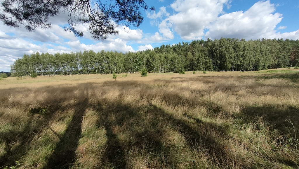 Duża działka w pobliżu lasu (3)