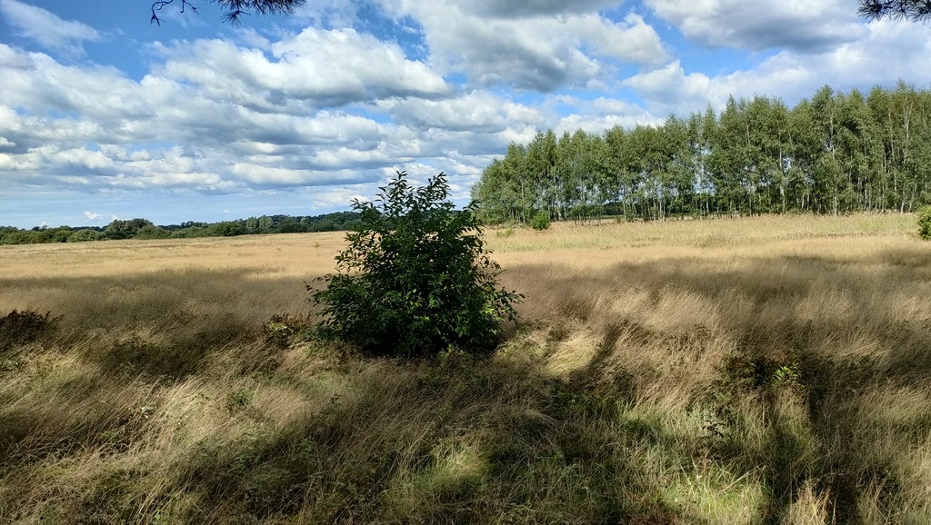 Duża działka w pobliżu lasu (4)