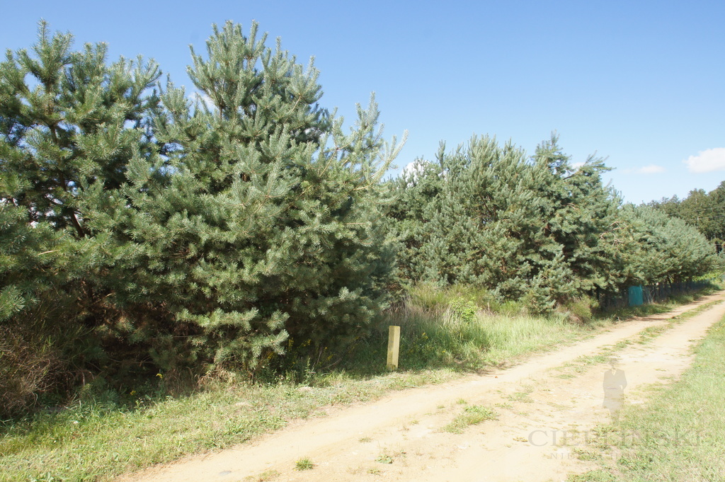 UZBROJONA DZIAŁKA 10 KM DO KOŁOBRZEGU. (5)