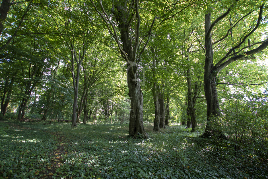 Działka z linią brzegową pod zabudowę z WZ (6)