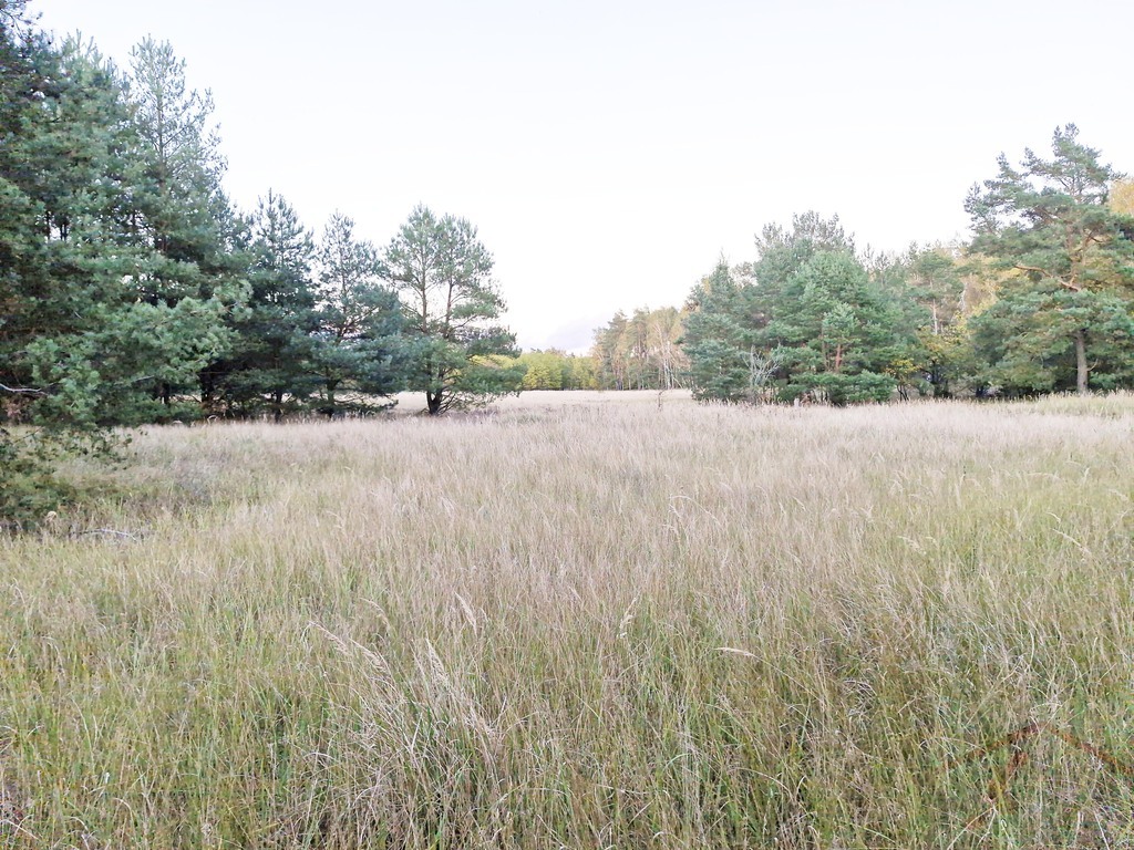 Działka pod hale, Stare Brynki (4)