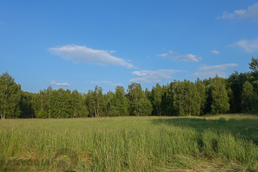 Grzepnica działka 3026 m2, DWZ media, 180 zł/m2 (3)