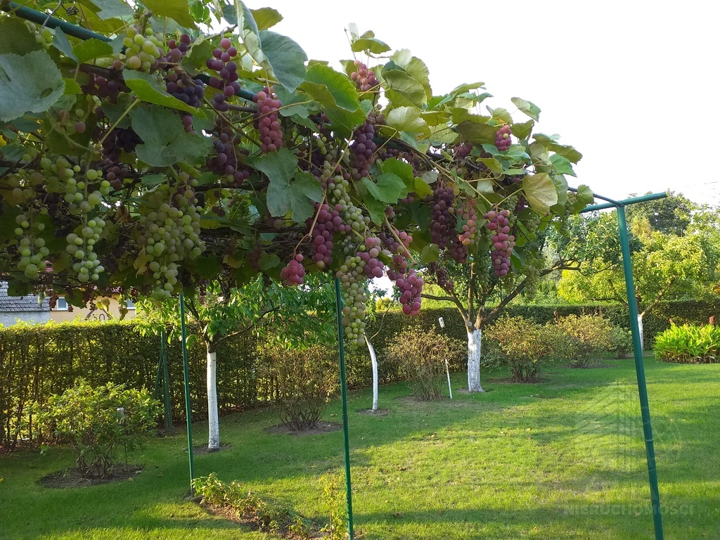 Działka nad jeziorem Marianowskim (13)