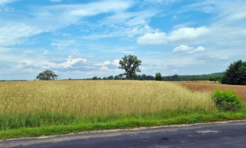 Działka budowlana - Stara Korytnica  (1)