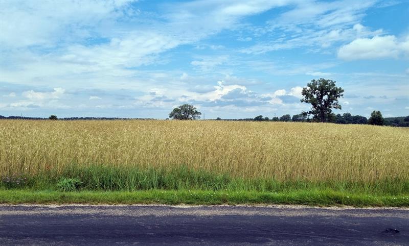 Działka budowlana - Stara Korytnica  (3)