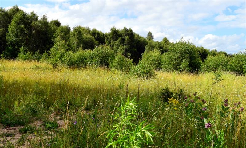 Działka budowlana - Lubieszewo  (15)