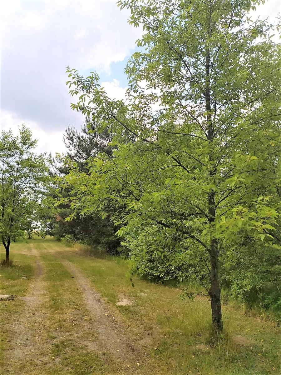 Działka budowlana w powiecie Łaskim (3)