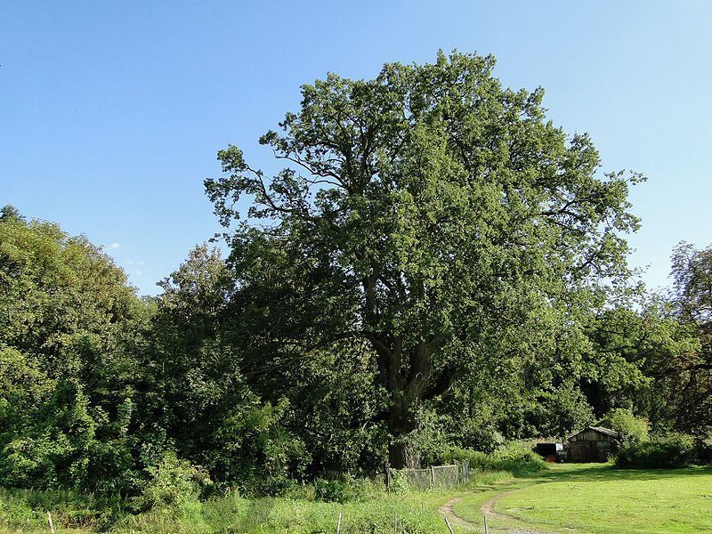 Kurów działka inwest. 2,8 ha, piękny widok na Odrę (1)