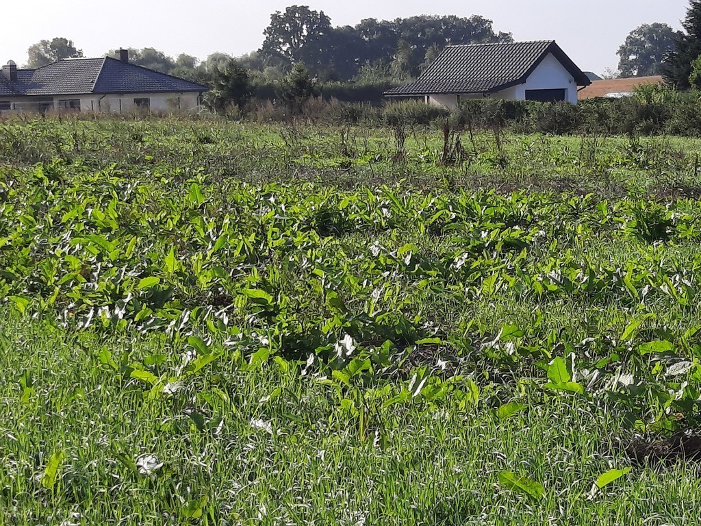 Kurów działka inwest. 2,8 ha, piękny widok na Odrę (4)