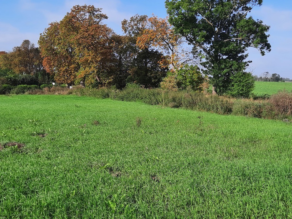 Kurów działka inwest. 2,8 ha, piękny widok na Odrę (5)