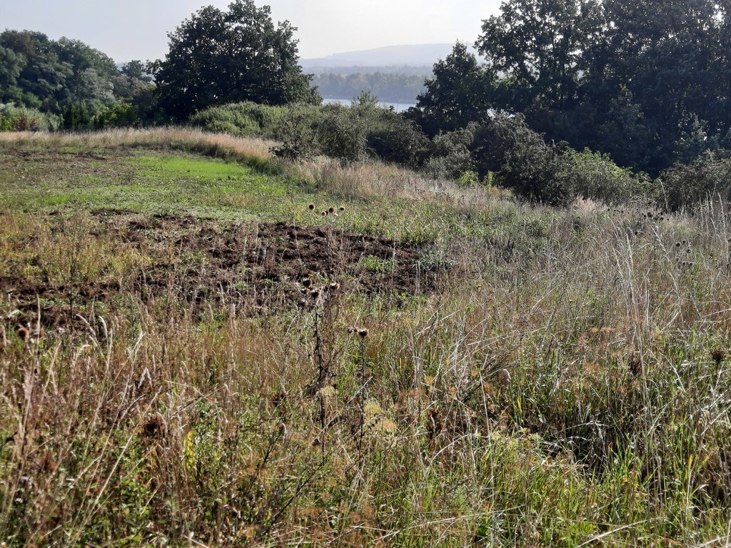 Kurów działka inwest. 2,8 ha, piękny widok na Odrę (17)