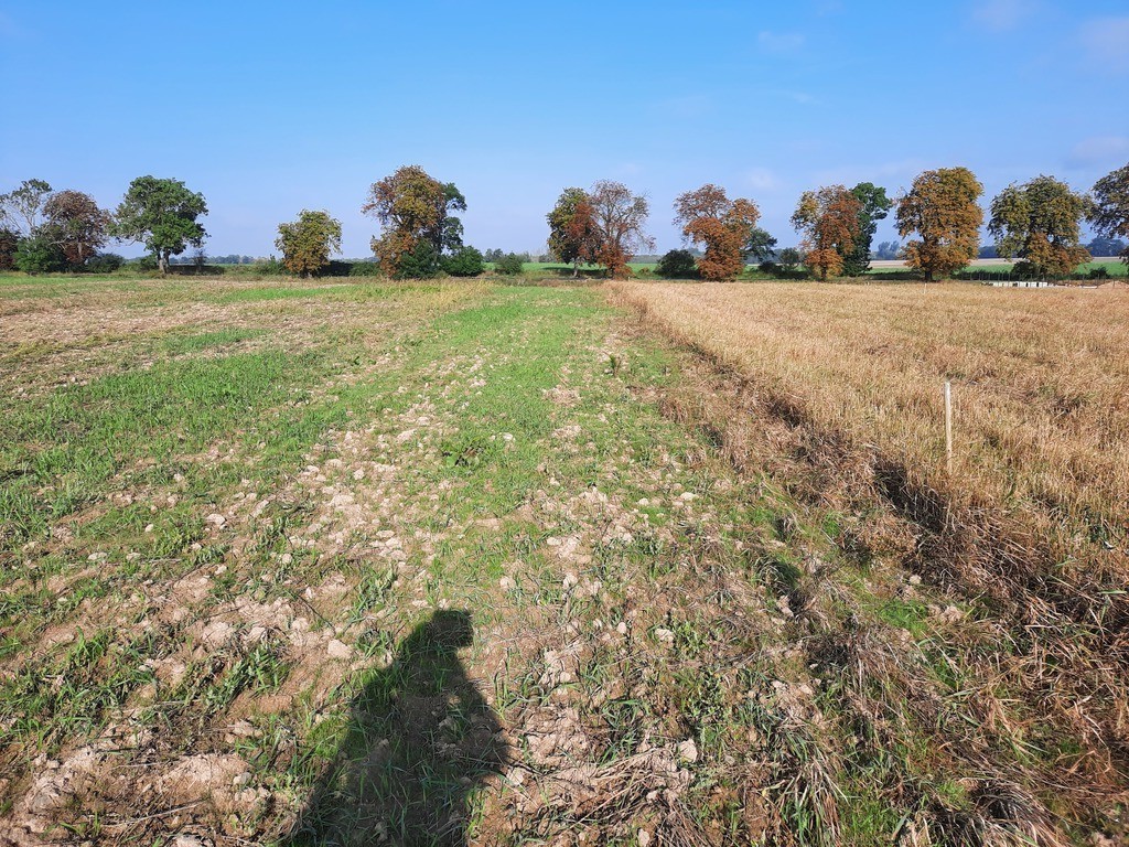 Kurów pięknie położona działka 2 ha, widok na Odrę (7)