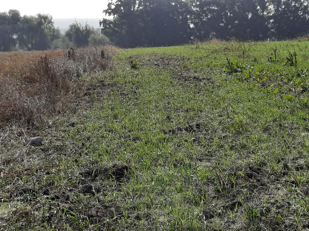 Kurów pięknie położona działka 2 ha, widok na Odrę (8)