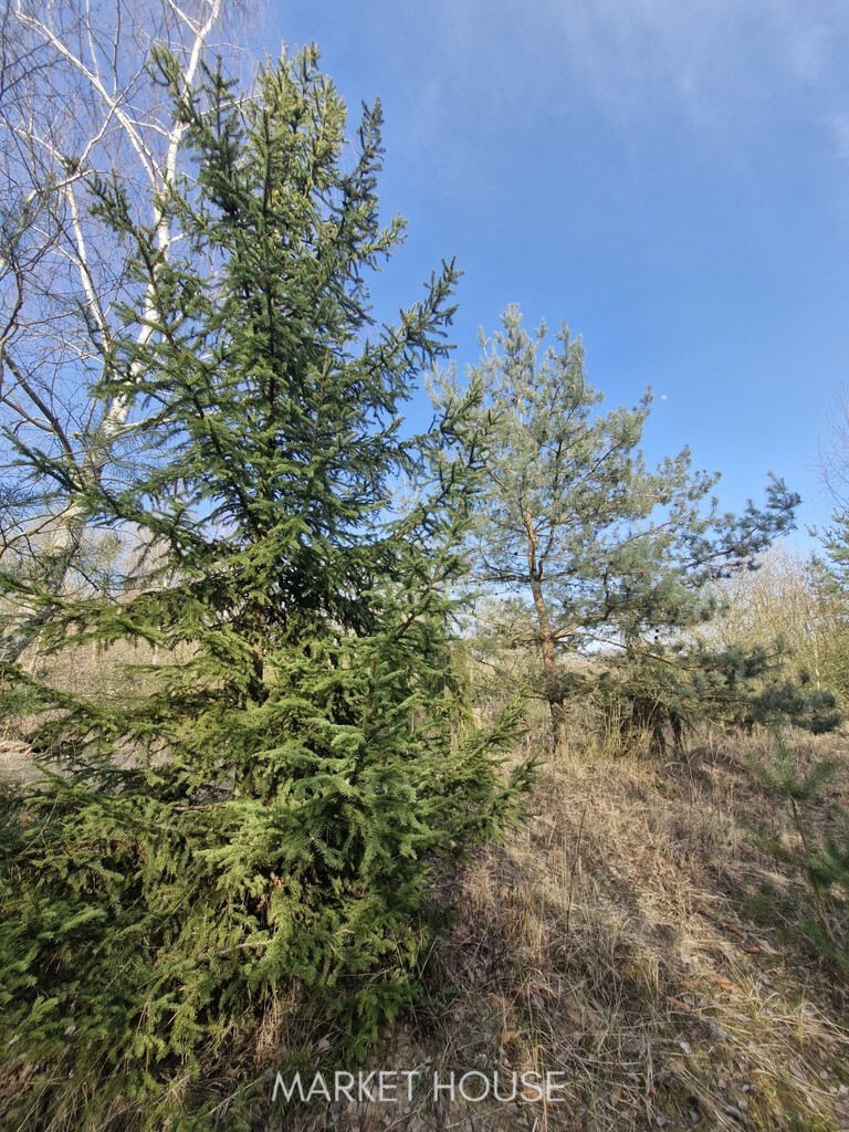 Działka z bogatym drzwostanem 25 min.od Szczecina (1)