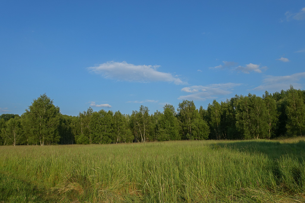 Grzepnica działka 3026 m2, DWZ media, 180 zł/m2 (4)