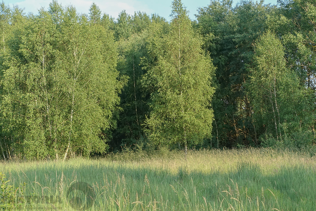 Grzepnica działka 3026 m2, DWZ media, 180 zł/m2 (8)