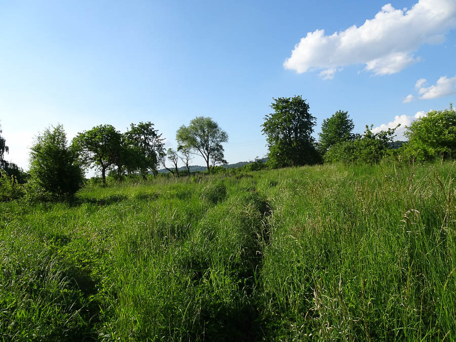 Binowo działka blisko jeziora, 1962 m2 150 zł/m2 (1)