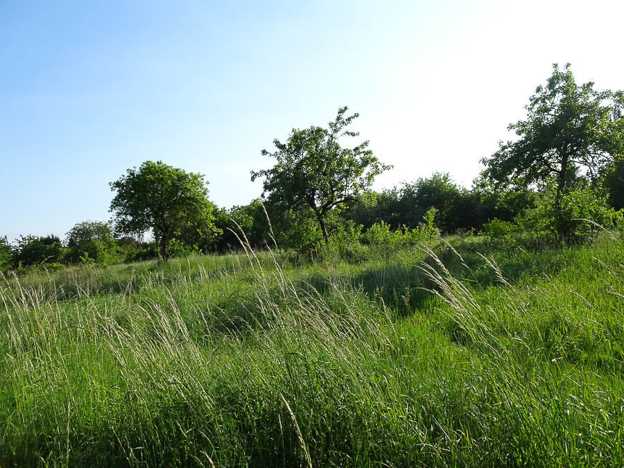 Binowo działka blisko jeziora, 1962 m2 150 zł/m2 (13)