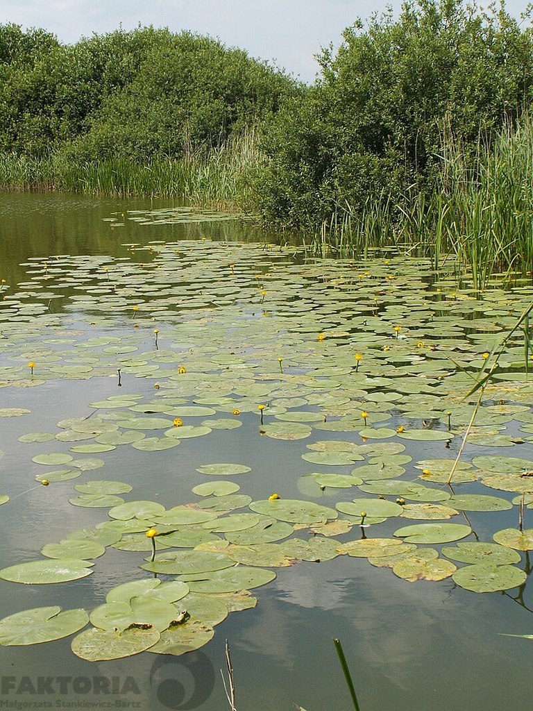 Działka rolna 3000 m2 Giżyn z dostępem do jeziora (1)