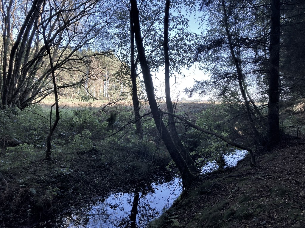 Działka rolna w otulinie lasu (4)