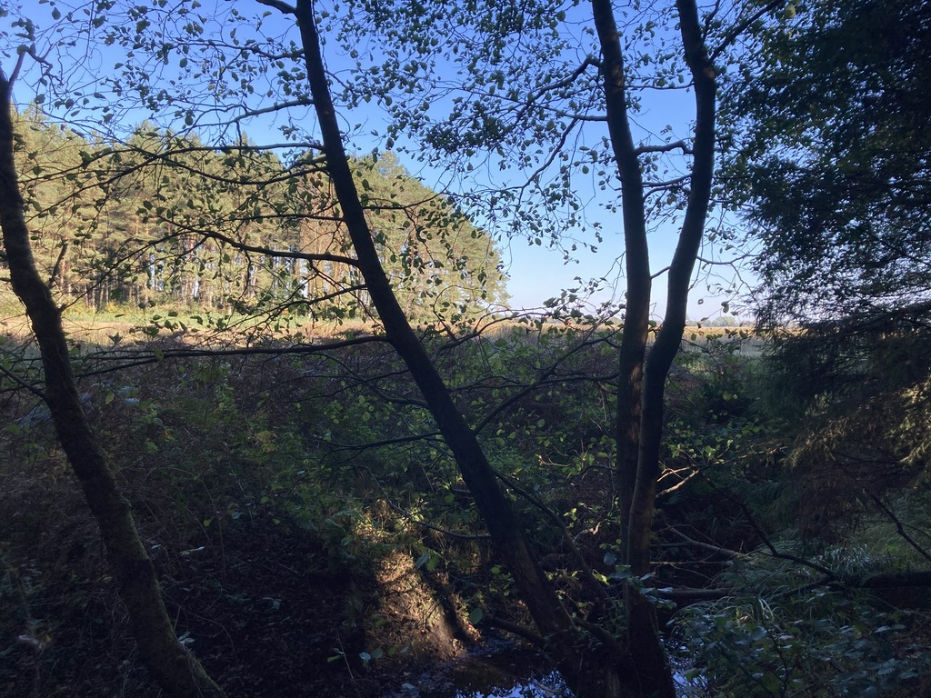 Działka rolna w otulinie lasu (8)