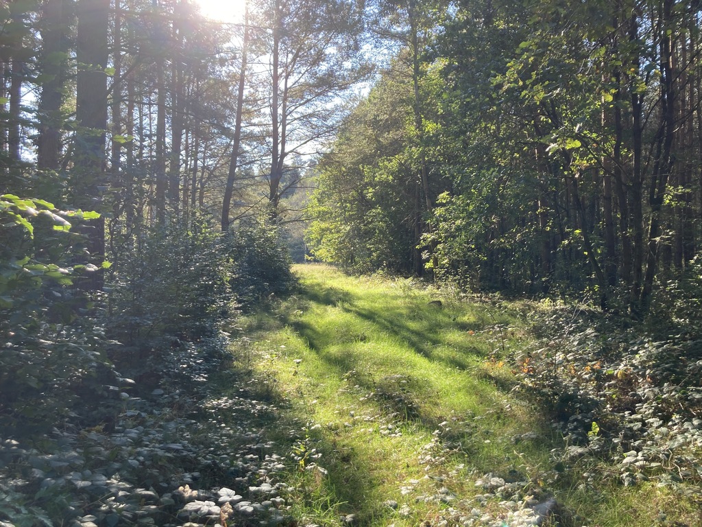 Działka rolna w otulinie lasu (5)