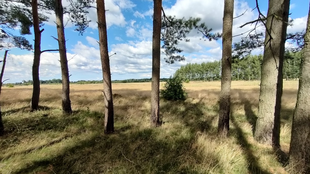 Duża działka w pobliżu lasu (2)