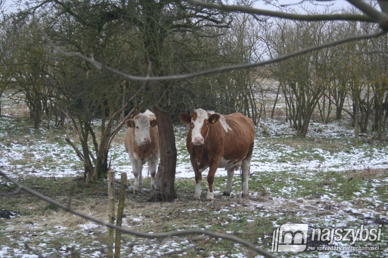 LOKAL NAD ZALEWEM SZCZECIŃSKIM! (9)